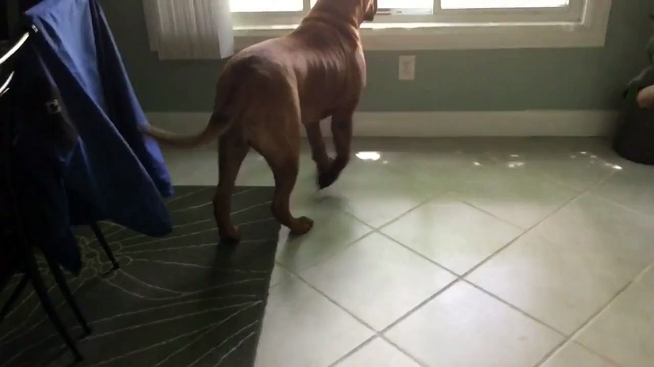 Bullmastiff with beginning of vestibular disease trying to walk.