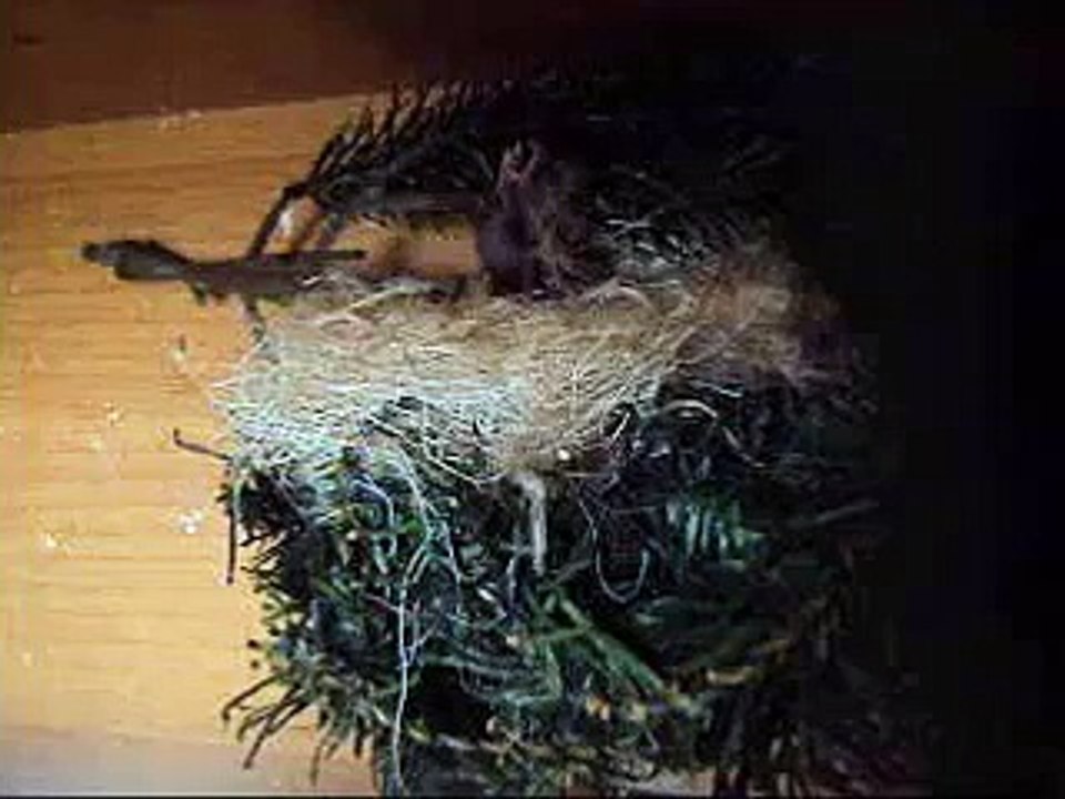 CARDUELIS CARDUELIS CRIAS - FILIPE ROSA