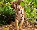 Funny brave monkey messes with two tigers new 2014