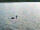 Loch Ness Monster (This is the REAL Loch Ness)