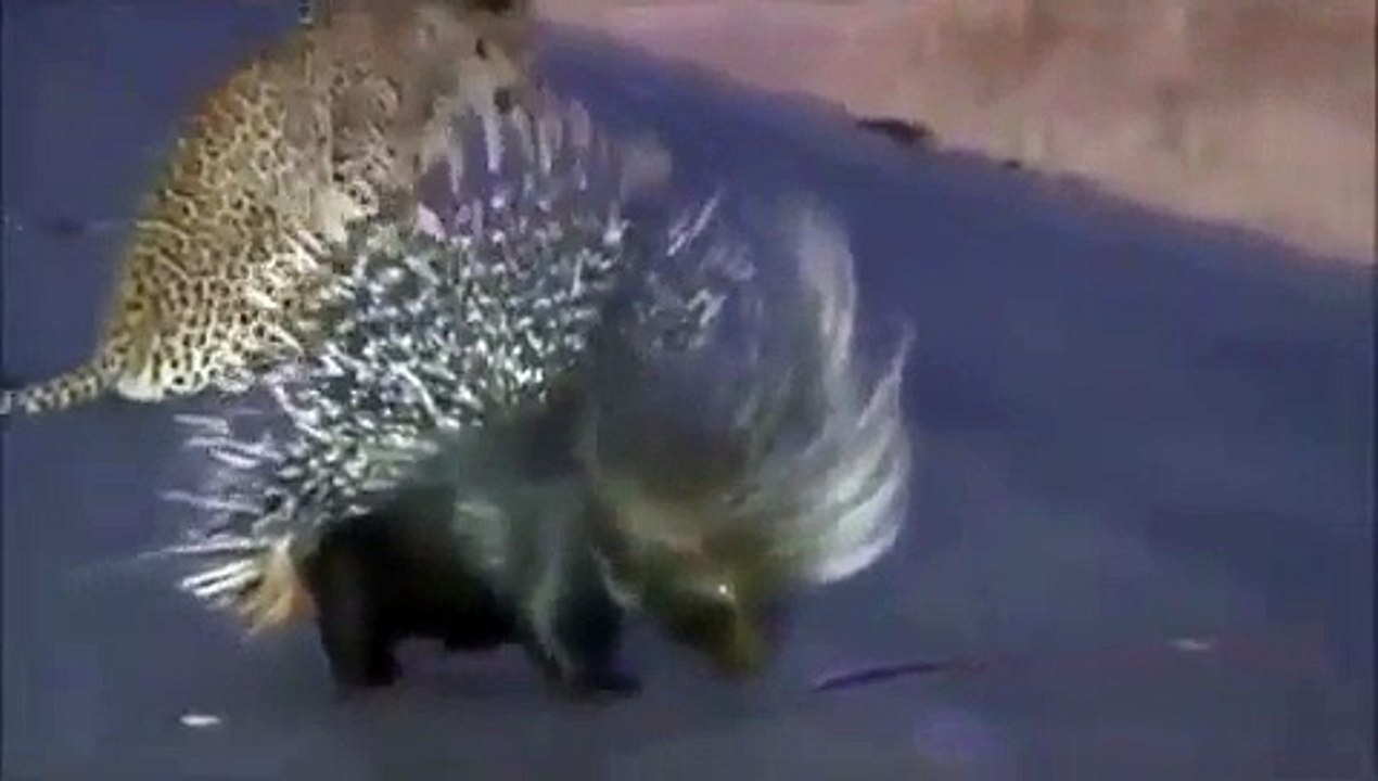 Cheetah fighting a porkupine