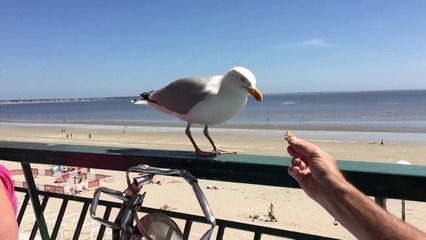 2015 05 10 Sophie mange du gâteau au citron