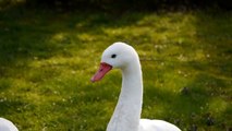 Head of a Coscoroba Swan (Coscoroba coscoroba) / Kopf eines Coscorobaschwans