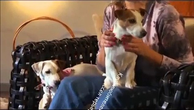 Передача О породе Джек Рассел терьер .wmv