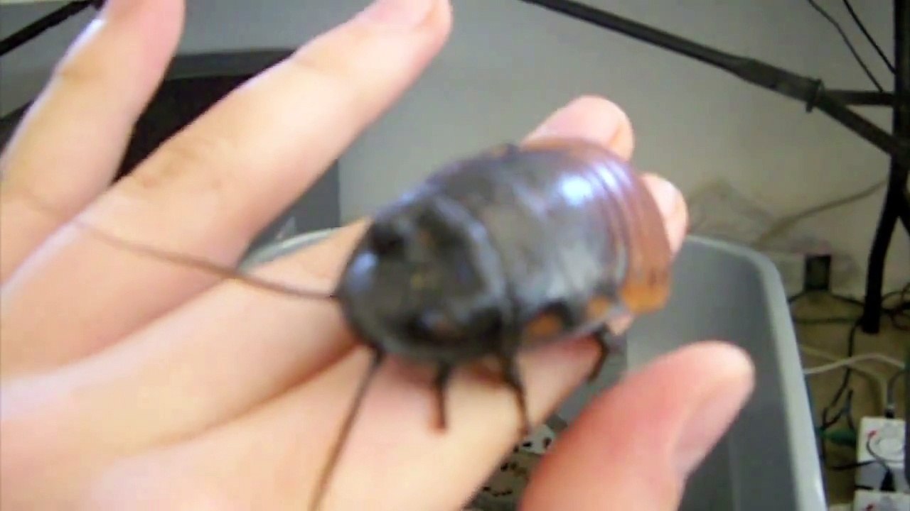 COCKROACH COLONY TOUR!