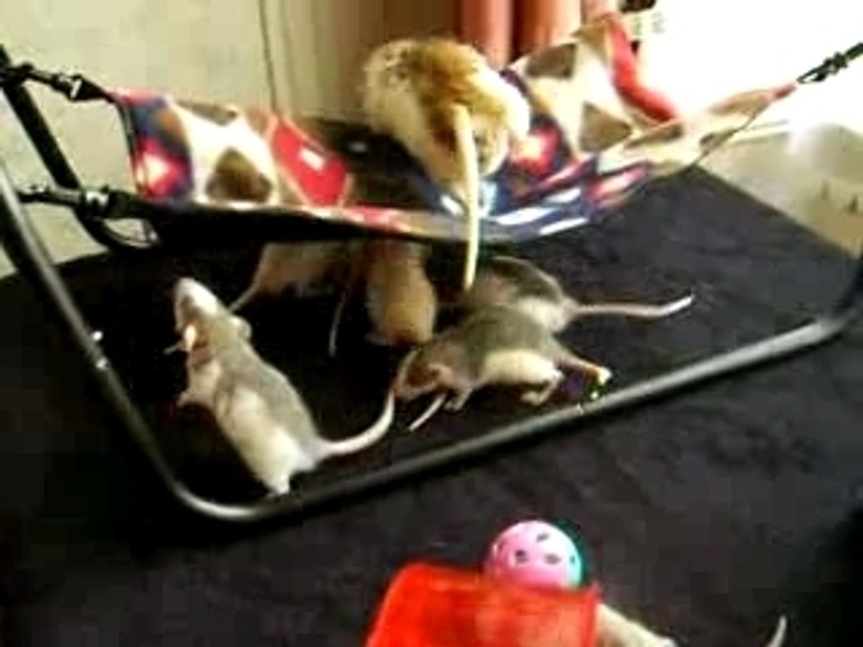 Ratons P3, 29 jours: rencontre avec Papa