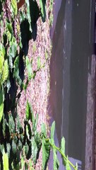 Poissons dans la rivière