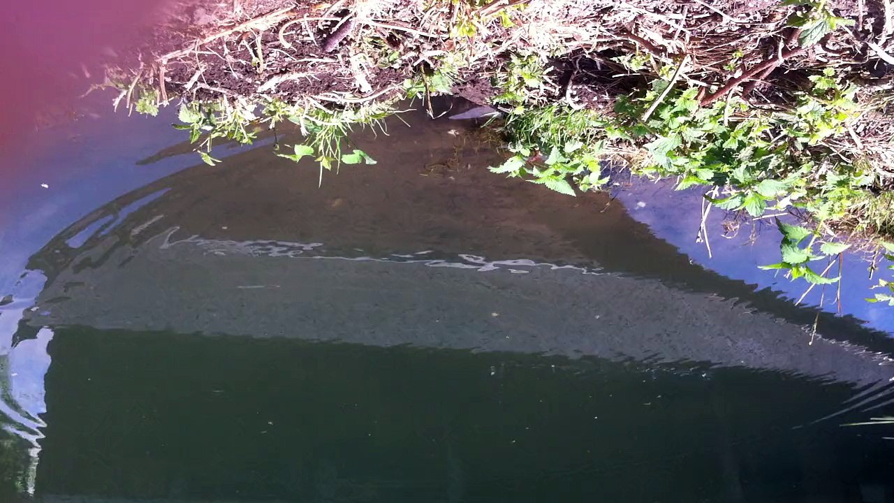 Poissons 2 dans la rivière