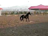 Gorgeous black Akhal-Teke stallion