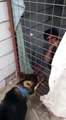 شاهد كيف ألقى كلب محترف القبض على لص أثناء محاولته سرقة الحمام