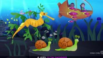 Leafy Sea Dragon Song I ChuChuTV Sea World I Animal Songs For Children