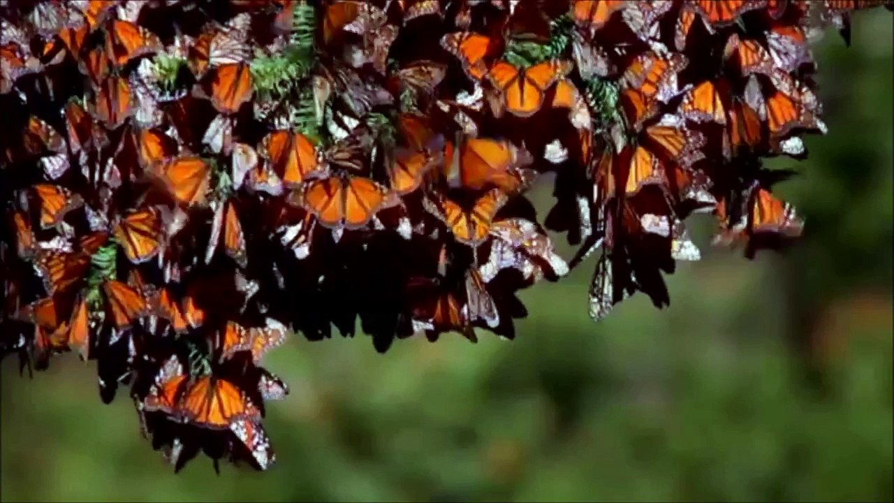 Biodiversity in Mexico - The Preservers