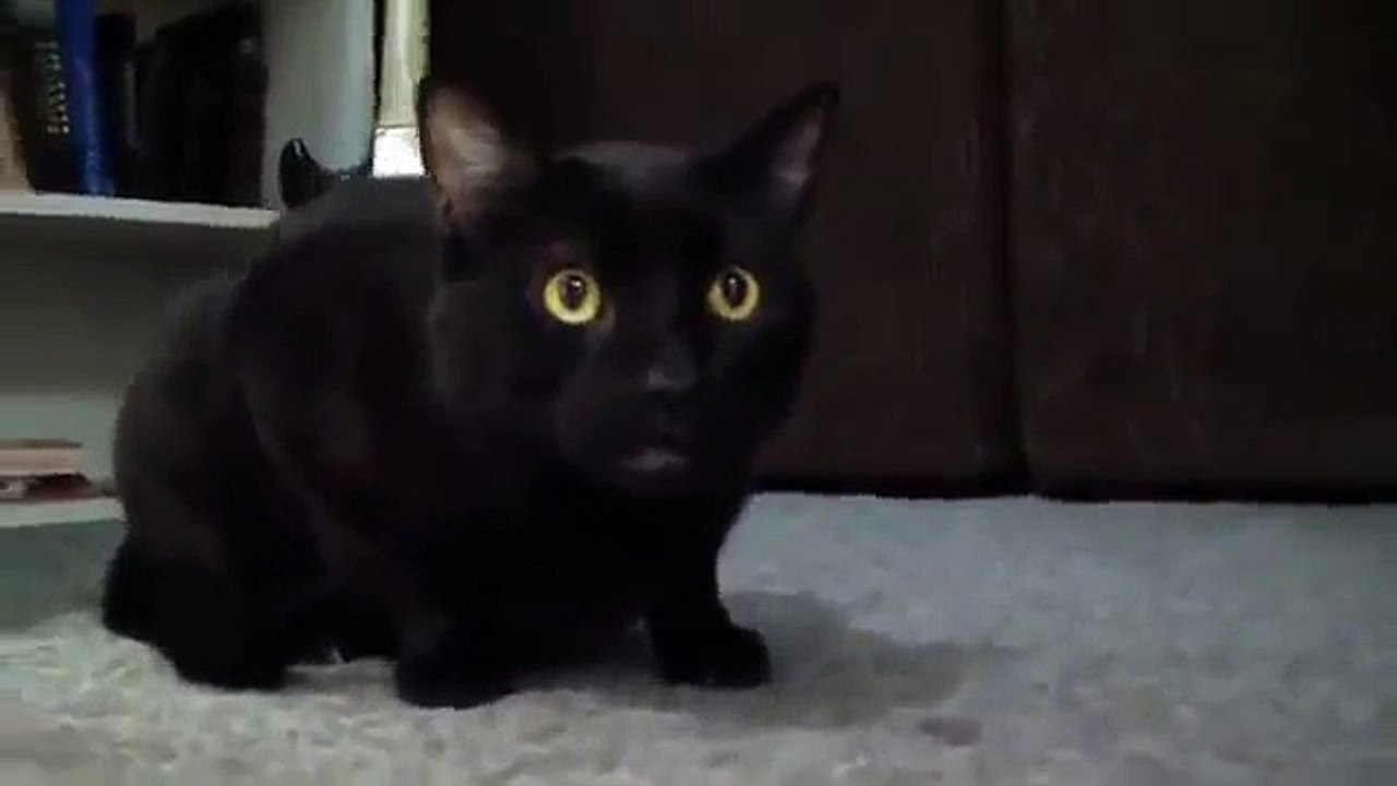 Cute cat sing opera song