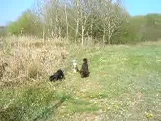 Mes chiens en ballade au bord de l'eau