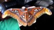 Giant moth: Attacus atlas (male)
