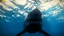 ناشونال جيوغرافيك الفيلم الوثائقي القرش الأبيض مدبلج