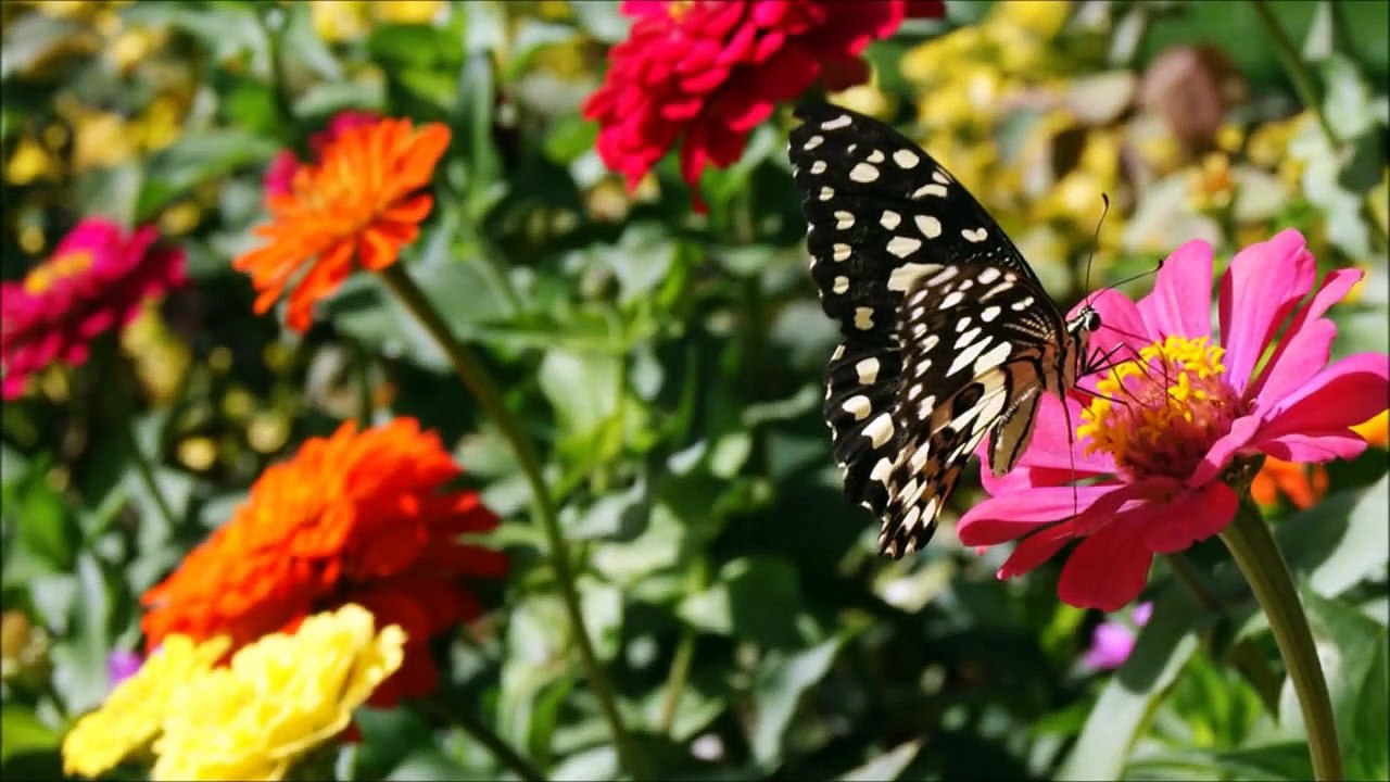 IRAN l Tehran l Isfahan l Daily Life