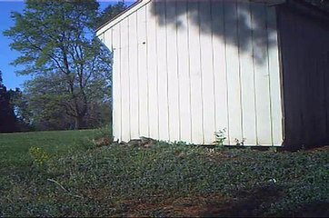 Five red fox cubs and the mother vixen in Pennsylvania