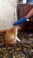 Cat fights back -  haha
