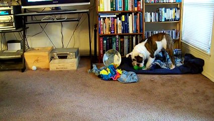 English bulldog going crazy