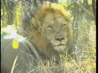 June 5, 2008 WildEarth a.m.Drive #3 lions