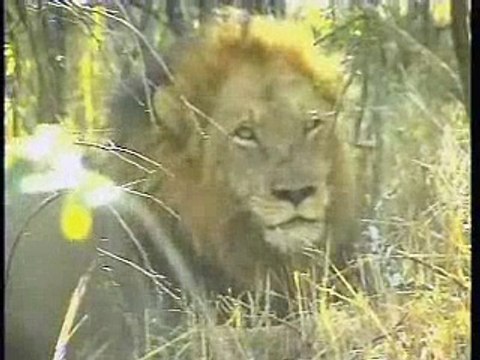 June 5, 2008 WildEarth a.m.Drive #3 lions