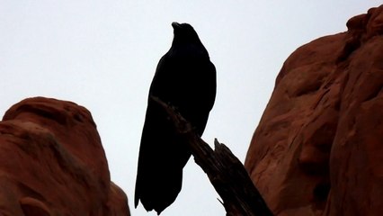 Corbeau Moab