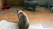 Cat fight Bkh vs. Siam ( Britishshhorthair vs. Siam) Katzenkampf Britischkurzhaar gegen Siam