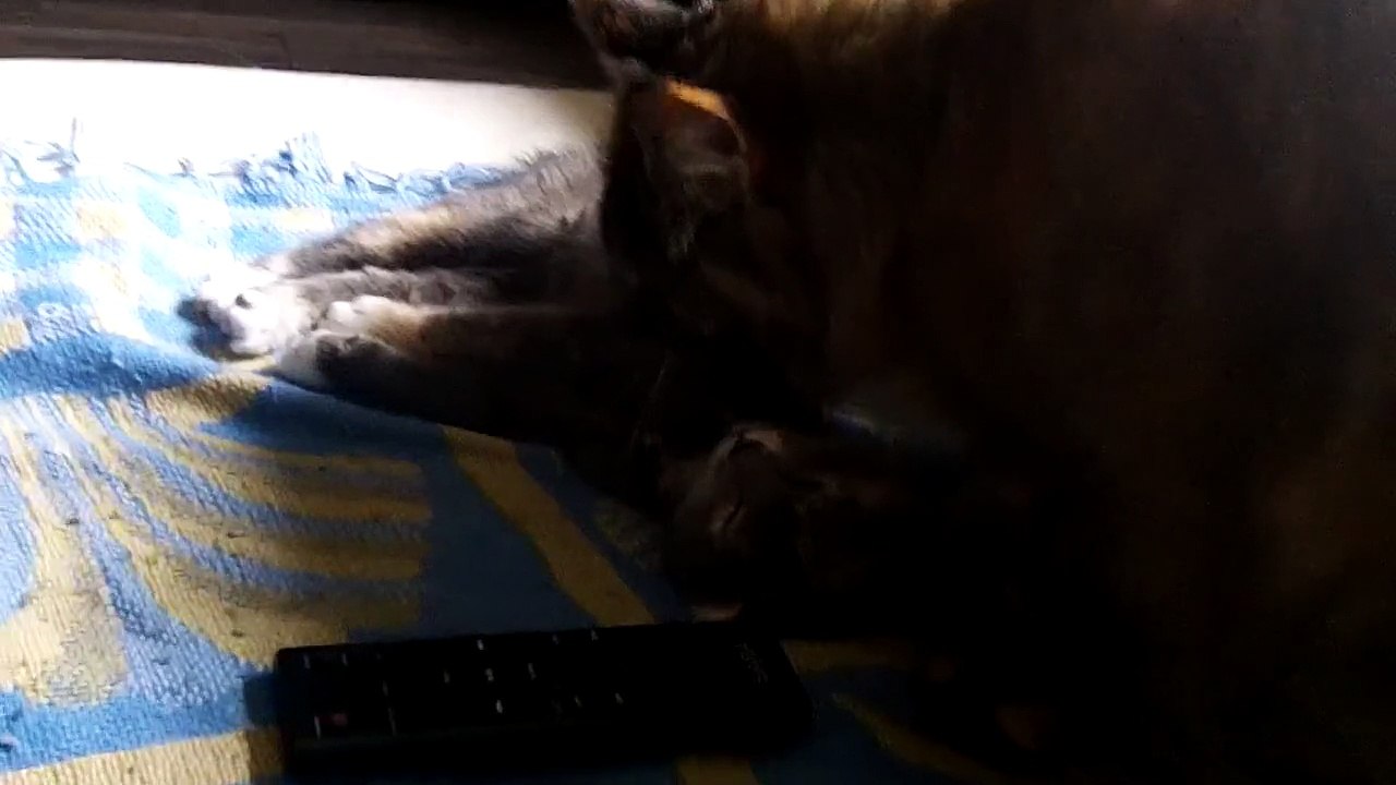 Maine Coon vs Chaton !
