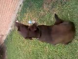 Dog humping floor
