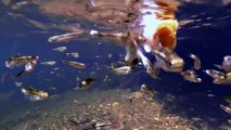 Peces en Rio Frio (Fishes in cold river)