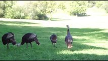 Wild Turkeys at Foothills Park, Palo Alto, CA