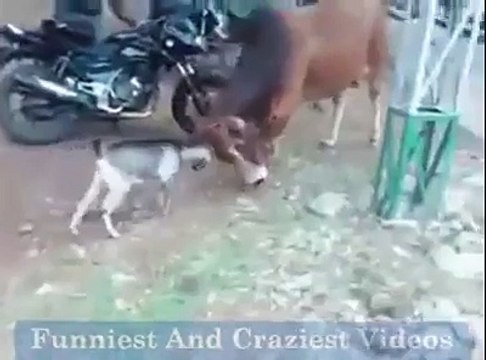 Animals fight in pakistan of cow and goat ! Blood shedding