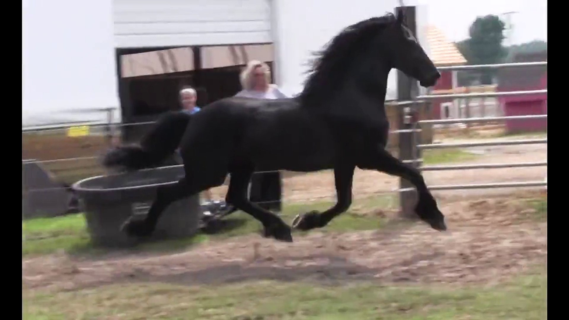 ⁣KFPS Approved Friesian Stallion Date 477 ~*