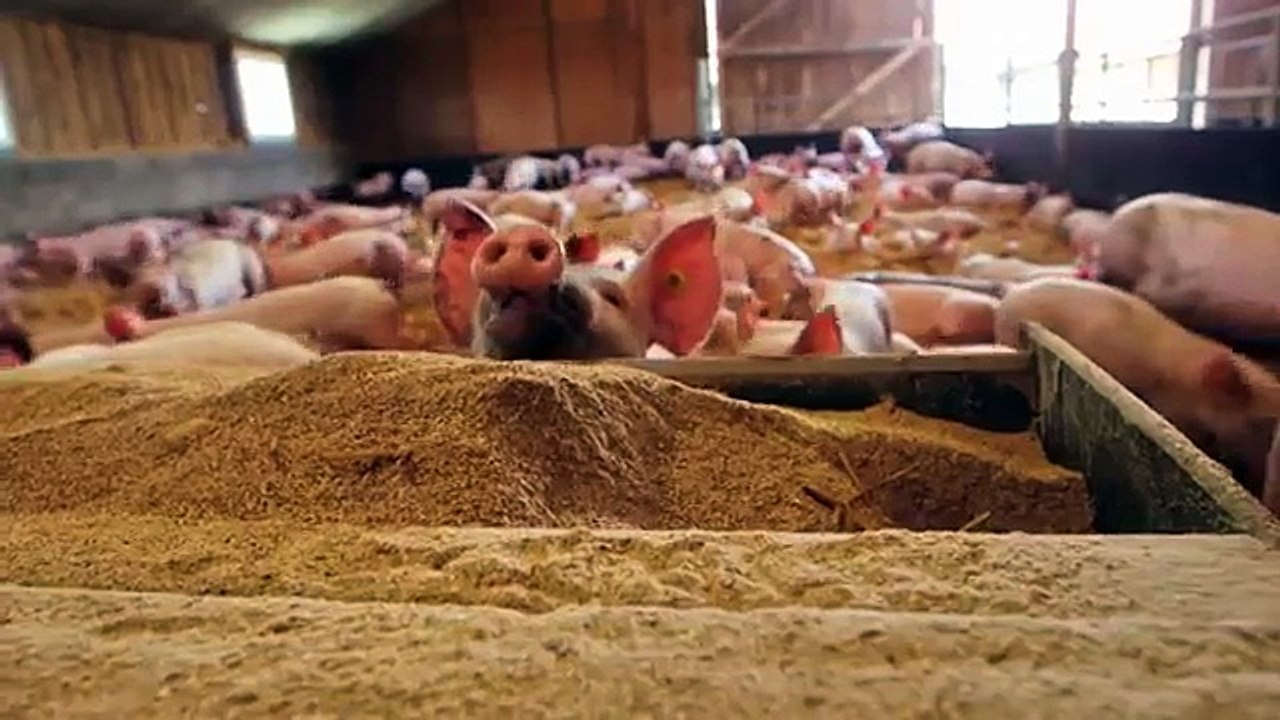 L'Européen d'à côté : Construction d'un abattoir ovin et porcin à la ferme en Basse-Normandie