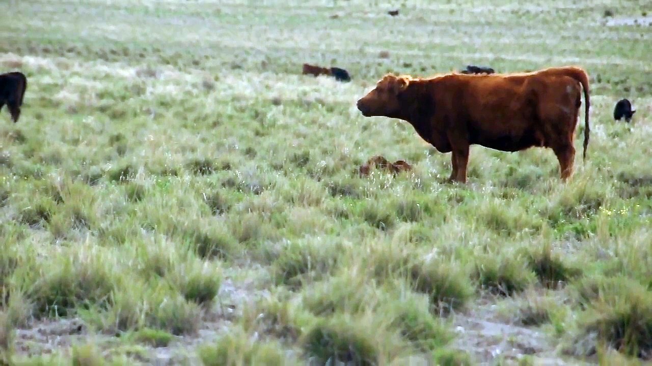 sad cow