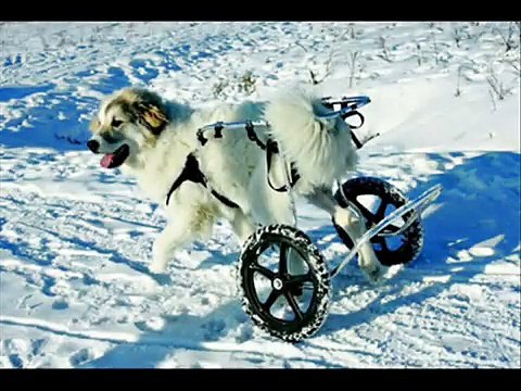 Jasu 12vk sheltie at the swamp with relatives and blondies (Jaakko the wheelchair dog runs!)