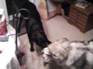 Lab and Wolf play tug of war