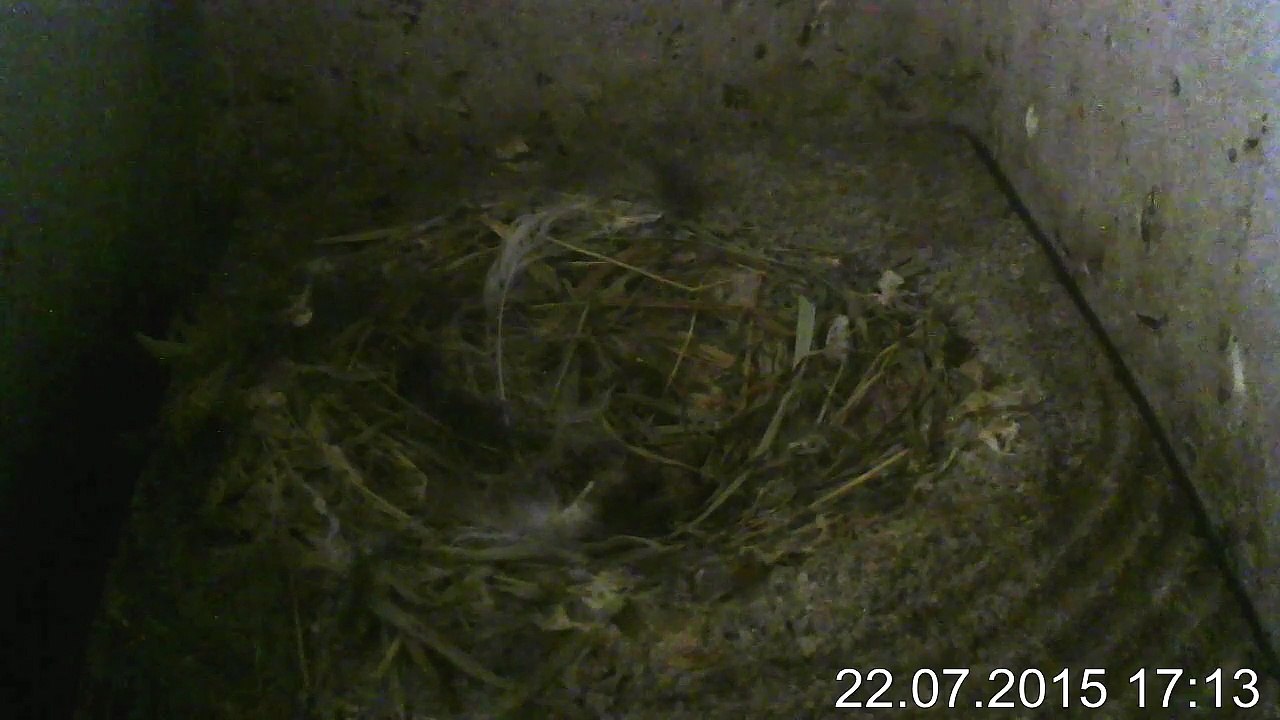 Mauersegler - Kamera im Nistkasten - 2 Junge (REPLAY) (2015-07-22 17:00:31 - 2015-07-22 17:22:36)