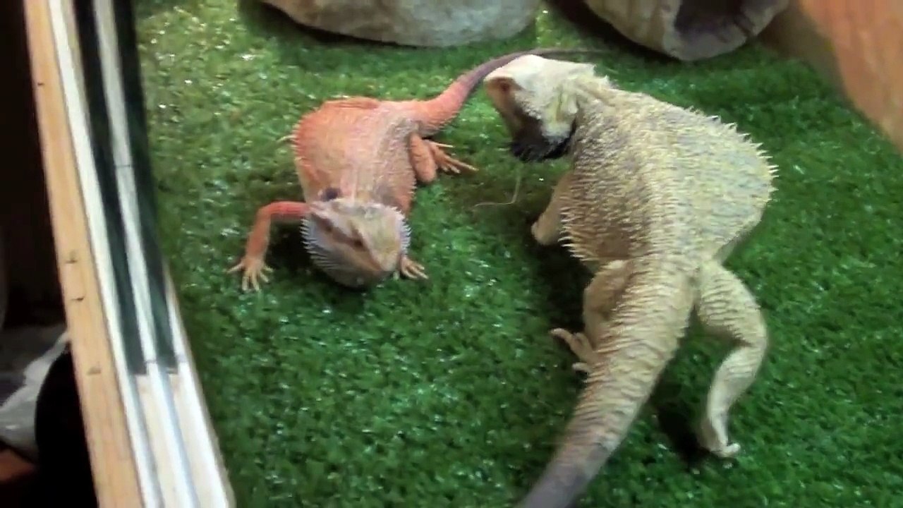 New Red Bearded dragon