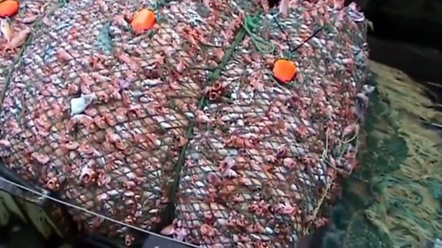 Des filets de pêche géants qui captures 100 tonnes de poissons - Désastre écologique