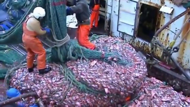 Impressive Fish of 100 tons per net!! Ecological Disaster