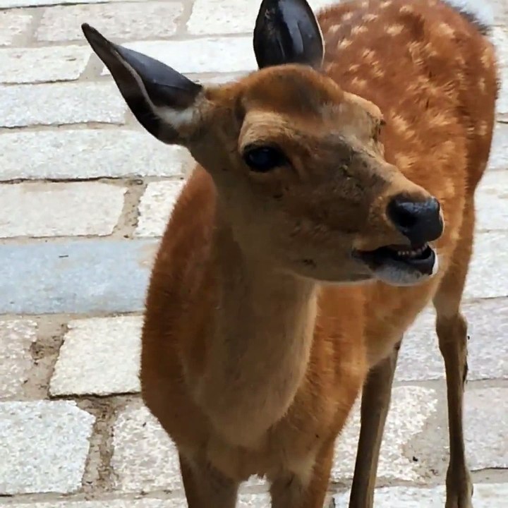 Hilarious screaming deer in Nara, Japan