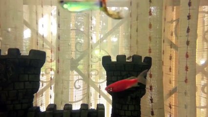 Acuario de 200 litros mostrando alevines de Molly