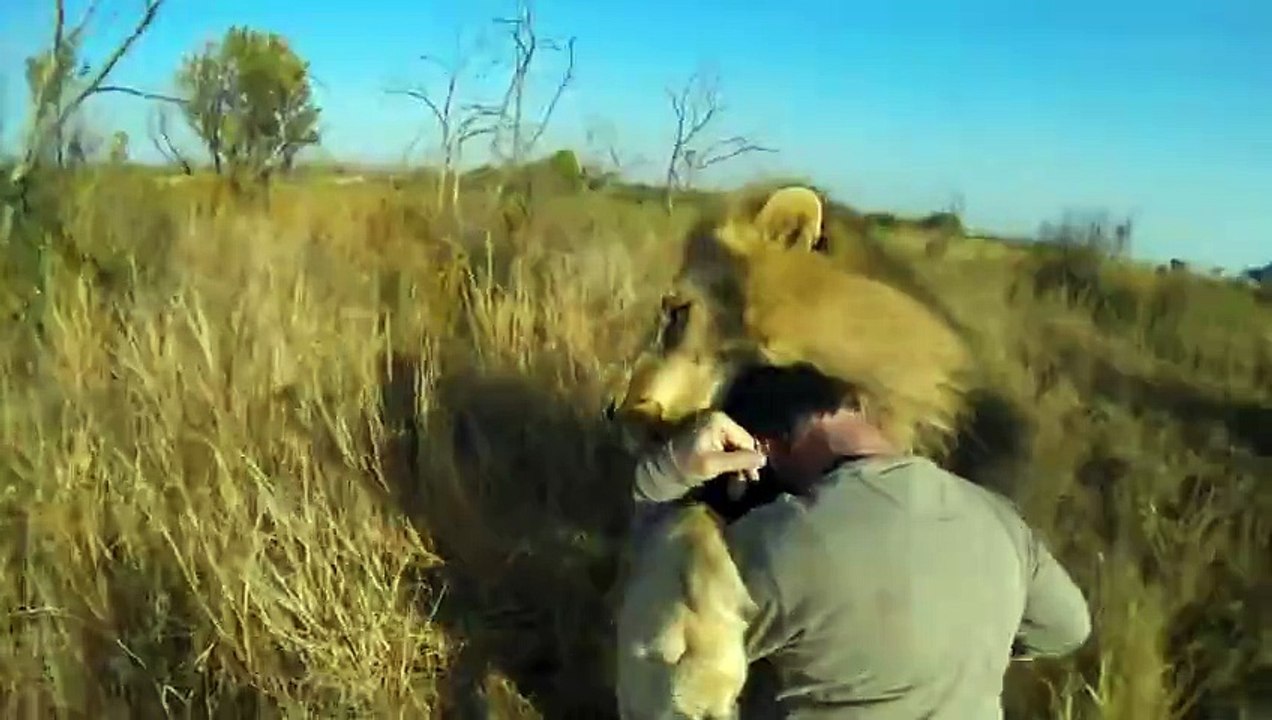 Le  Lion Hug