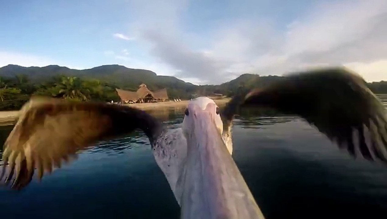 Le premier vol du Pélican