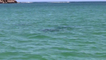 Watching dolphins up close with Rockingham Wild Encounters