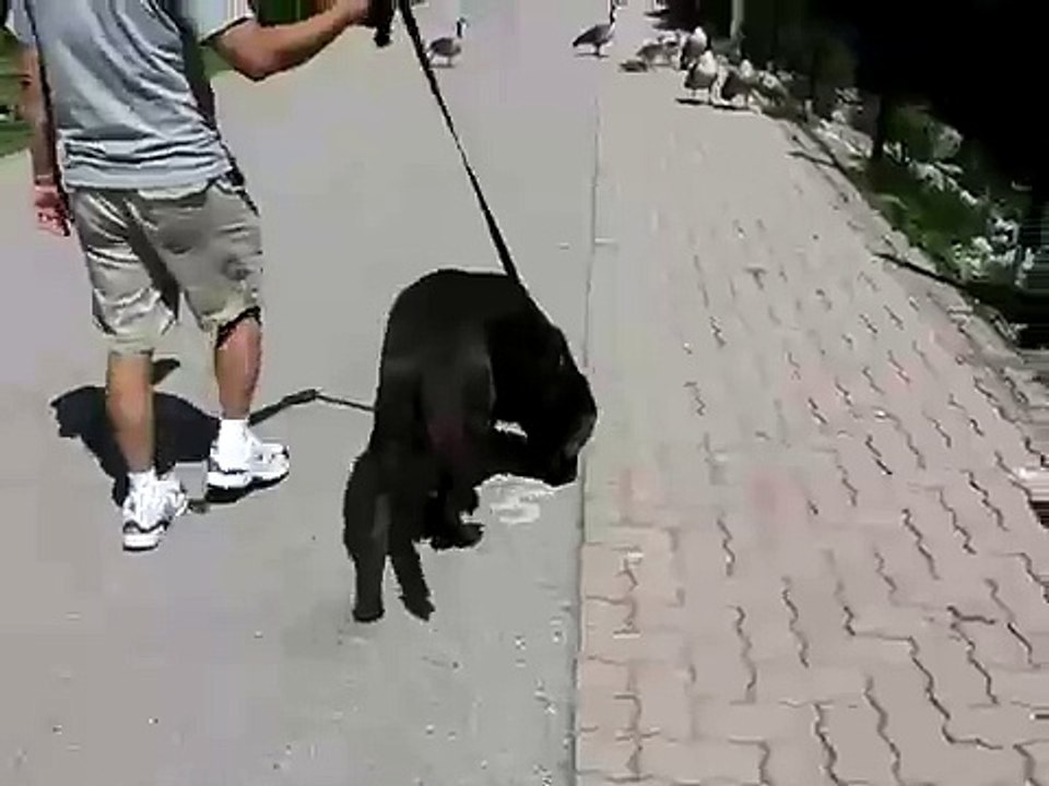 Canadian geese parents are protecting baby geese