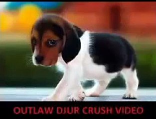 (Spanish Version) STOPCRUSH.ORG: Global Unity Against Animal Crush Video