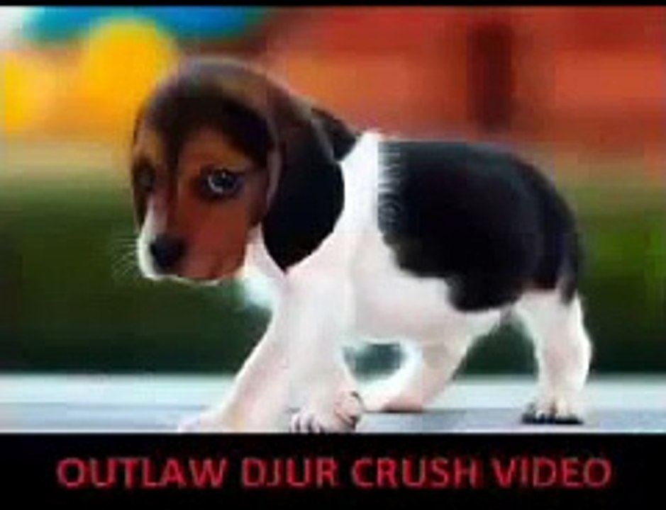 (Spanish Version) STOPCRUSH.ORG: Global Unity Against Animal Crush Video